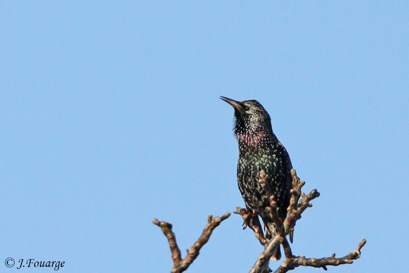Common Starling male adult, identification, song