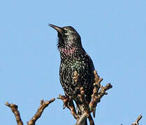 Common Starling