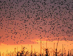 Common Starling