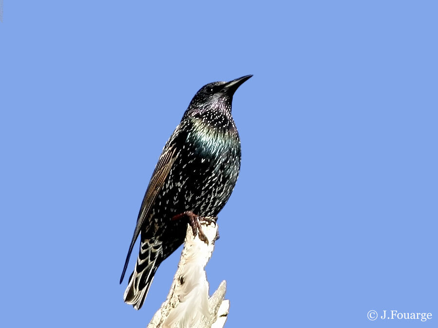 Common Starling