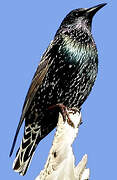 Common Starling