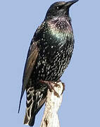 Common Starling