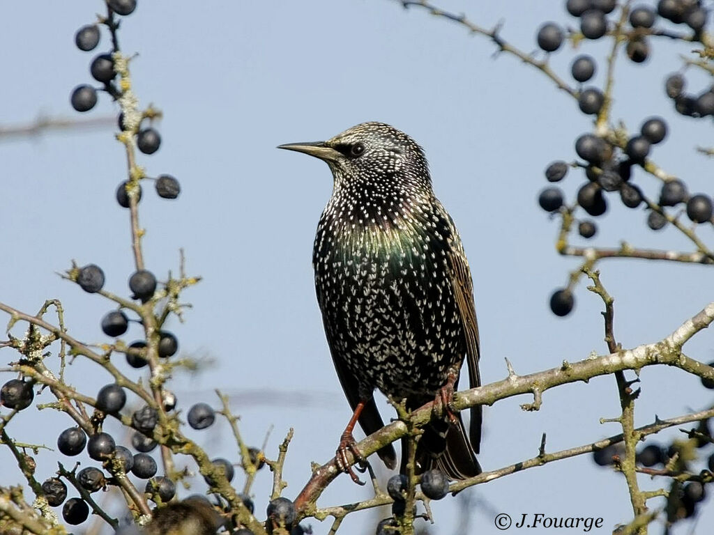 Common Starling