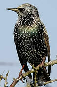 Common Starling