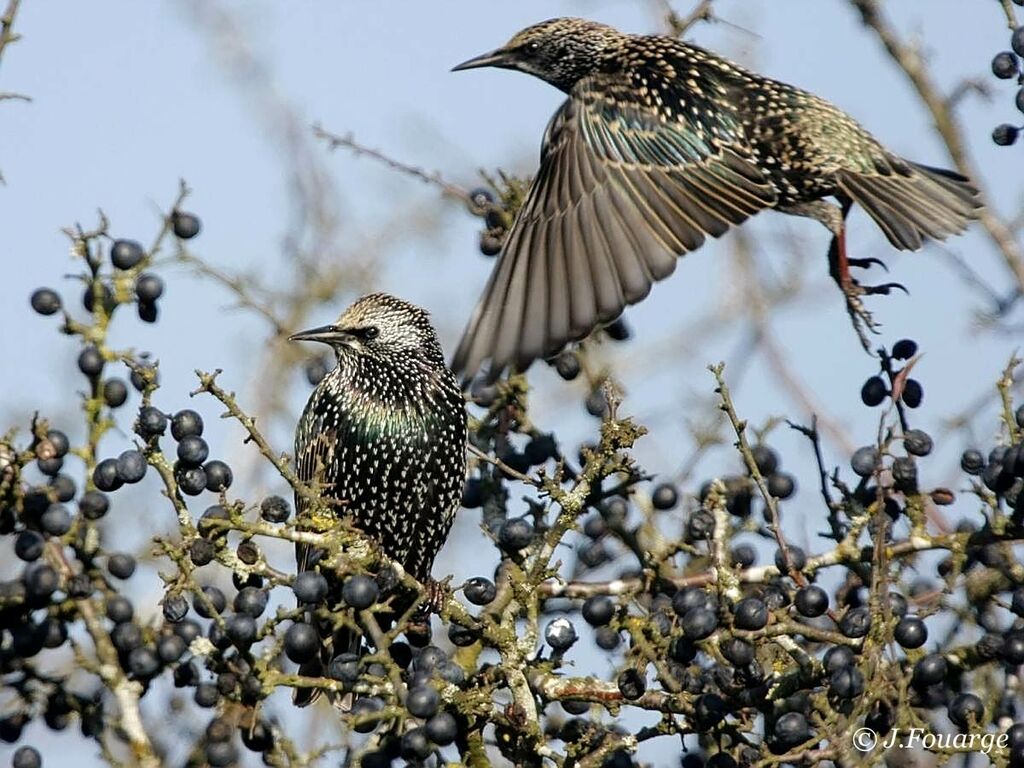 Common Starling