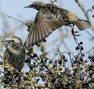 Common Starling