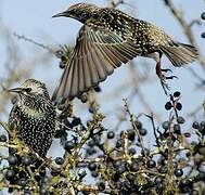 Common Starling