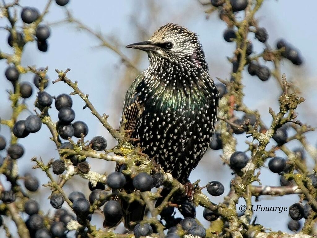 Common Starling