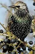 Common Starling