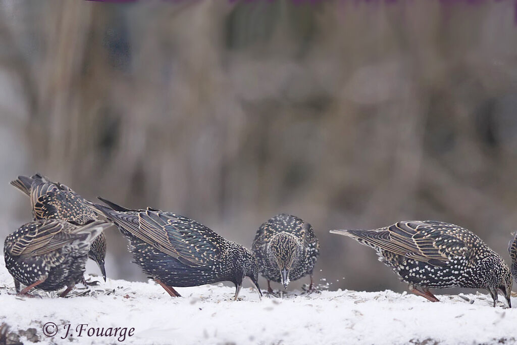 Common Starling, Behaviour