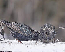 Common Starling