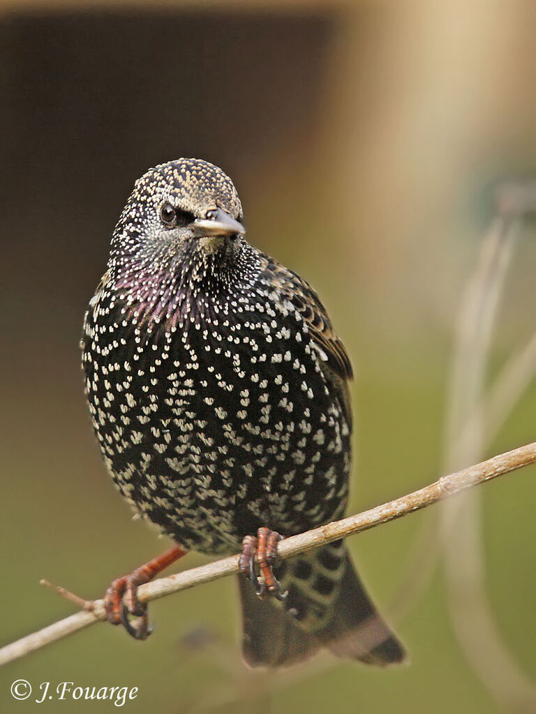 Common Starling, identification