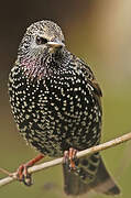 Common Starling