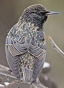 Common Starling