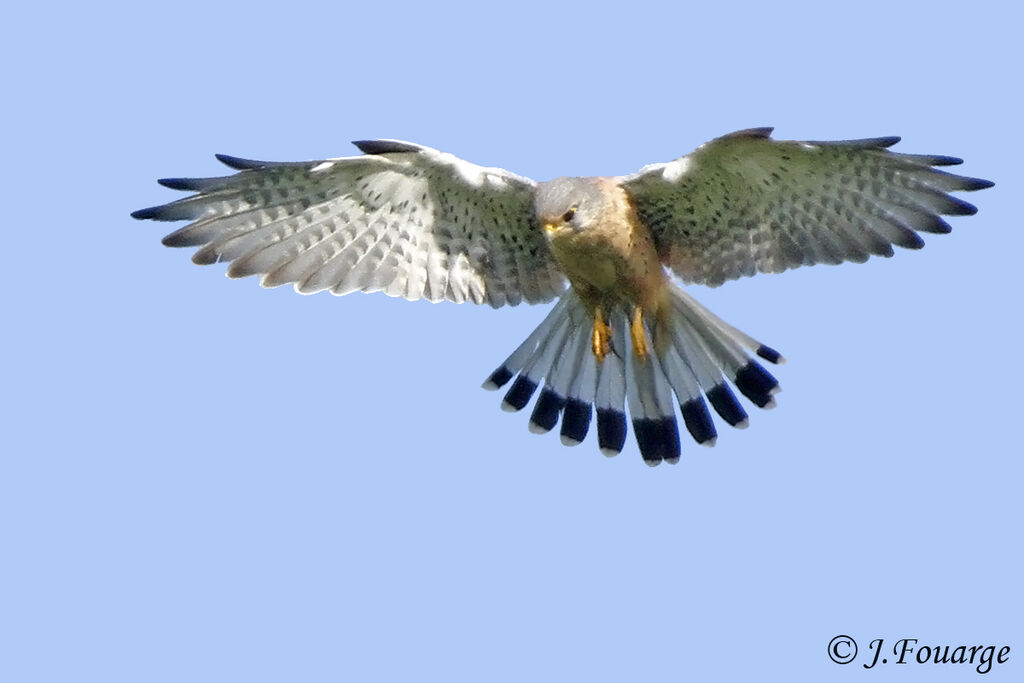 Common Kestrel male adult, identification, Flight, Behaviour