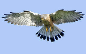 Common Kestrel