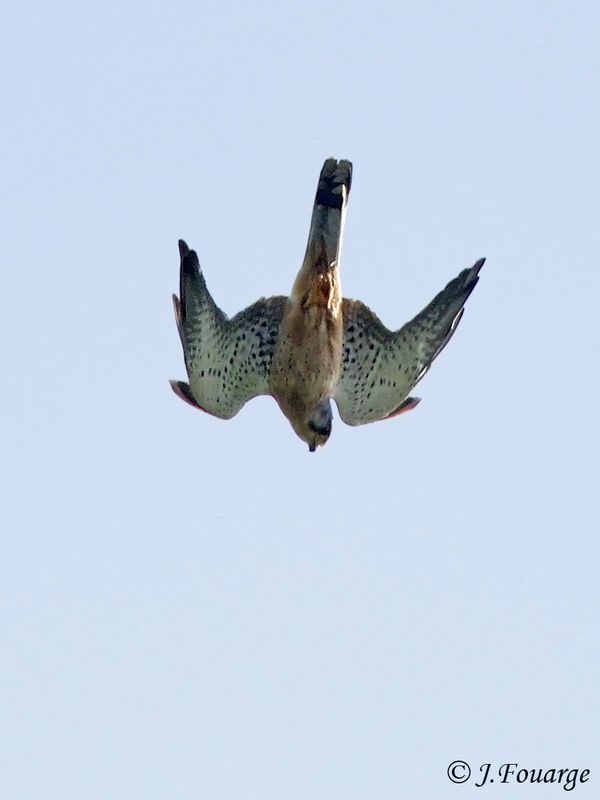 Common Kestrel male adult, Flight, Behaviour