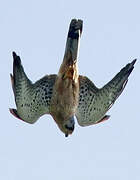 Common Kestrel