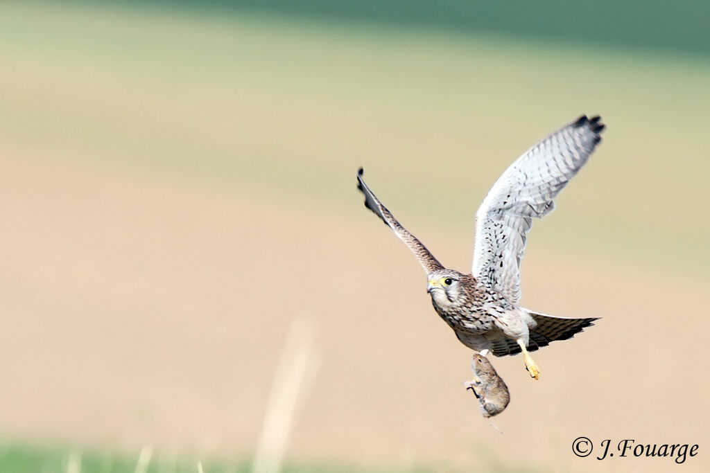 Common Kestreljuvenile, identification, feeding habits, Behaviour