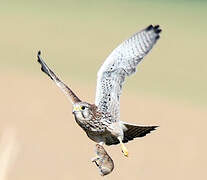 Common Kestrel