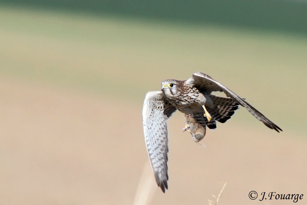 Common Kestrelimmature, identification, feeding habits, Behaviour