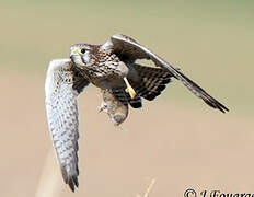 Common Kestrel