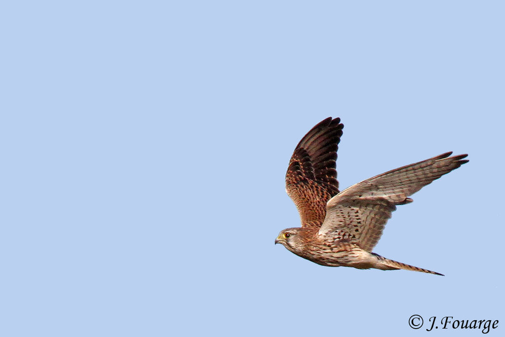 Common Kestrel, Flight