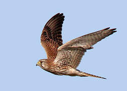 Common Kestrel