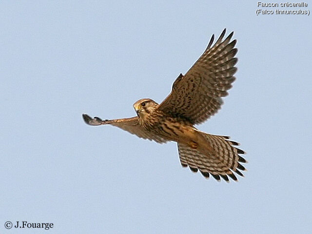 Common Kestrel