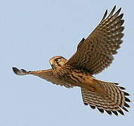 Common Kestrel