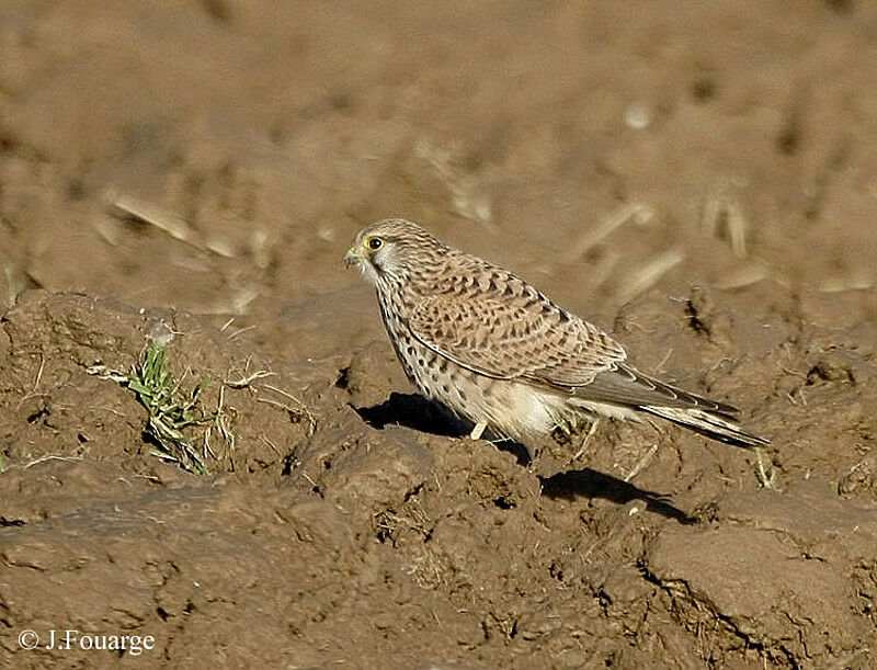 Faucon crécerelle