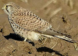 Common Kestrel