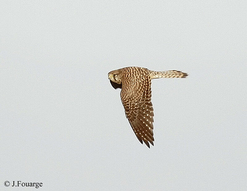 Common Kestrel