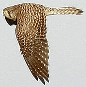 Common Kestrel