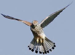 Common Kestrel