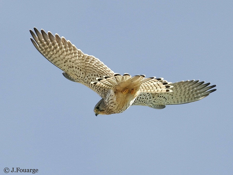 Faucon crécerelle