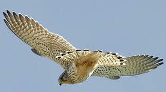 Common Kestrel