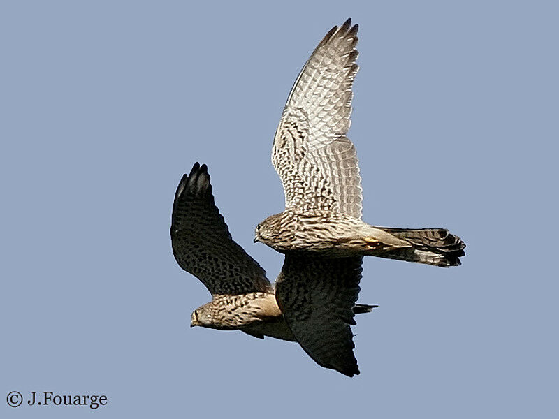 Common Kestrel