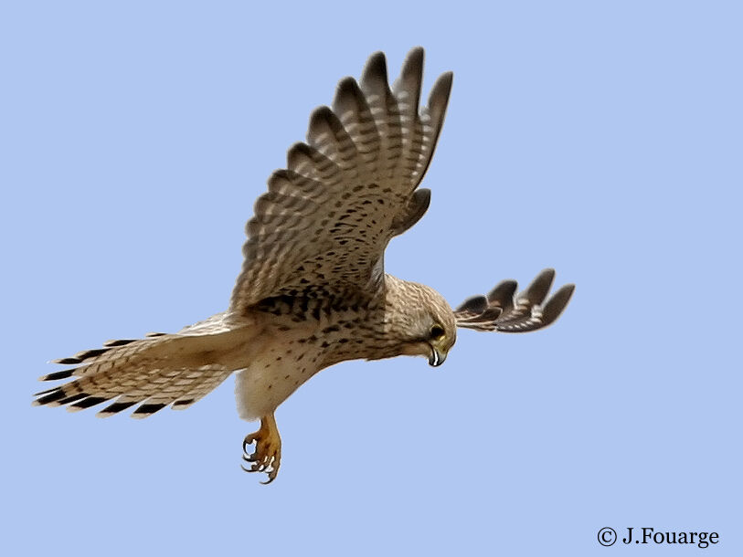 Common Kestrel