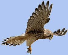 Common Kestrel