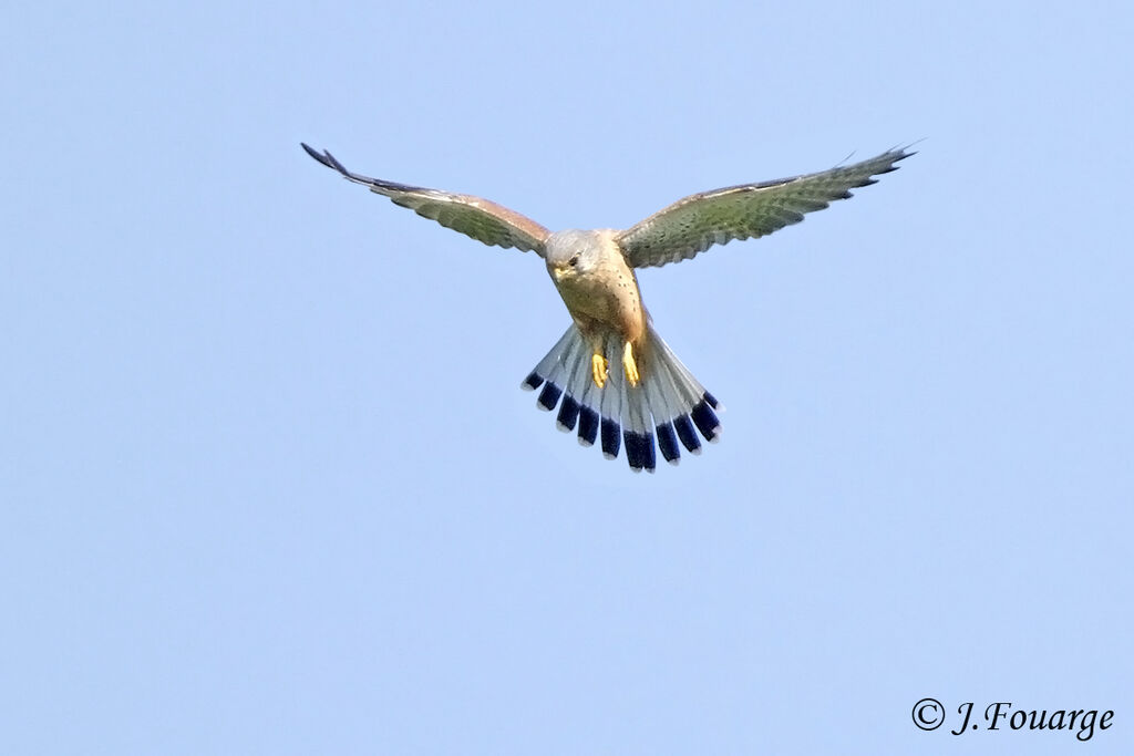 Common Kestrel male adult, identification, Flight, Behaviour