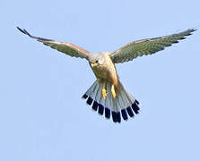 Common Kestrel