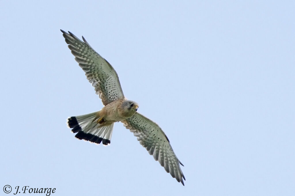 Common Kestrel male adult, Flight