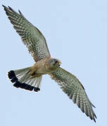 Common Kestrel