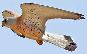 Lesser Kestrel