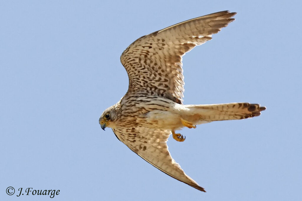 Lesser Kestrel