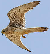 Lesser Kestrel