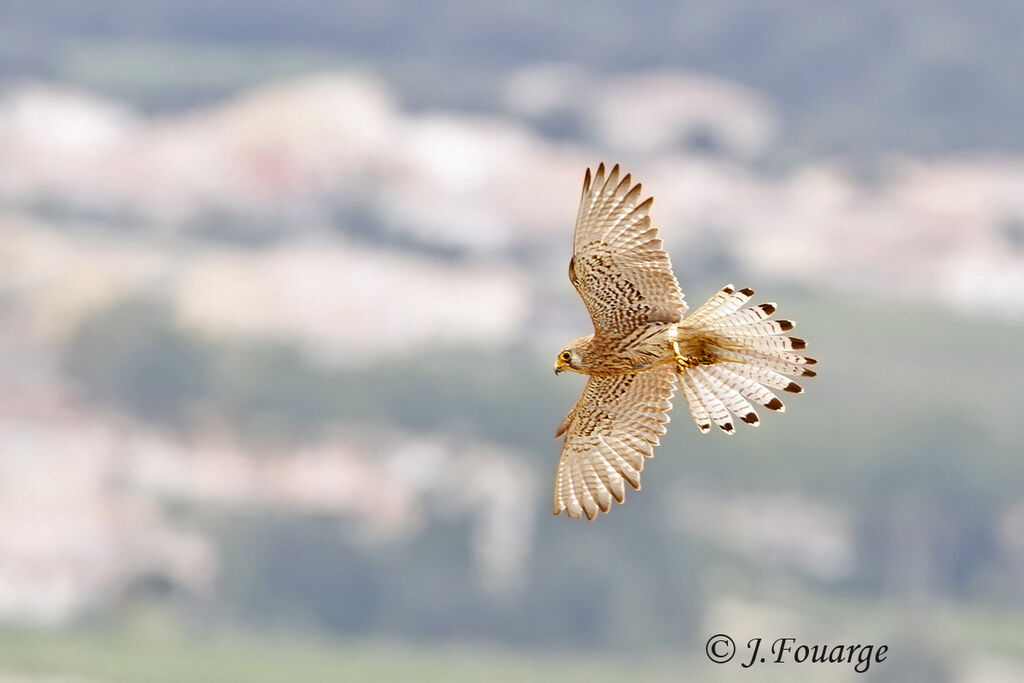 Lesser Kestrel female adult, identification, Flight, Reproduction-nesting