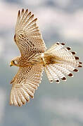 Lesser Kestrel