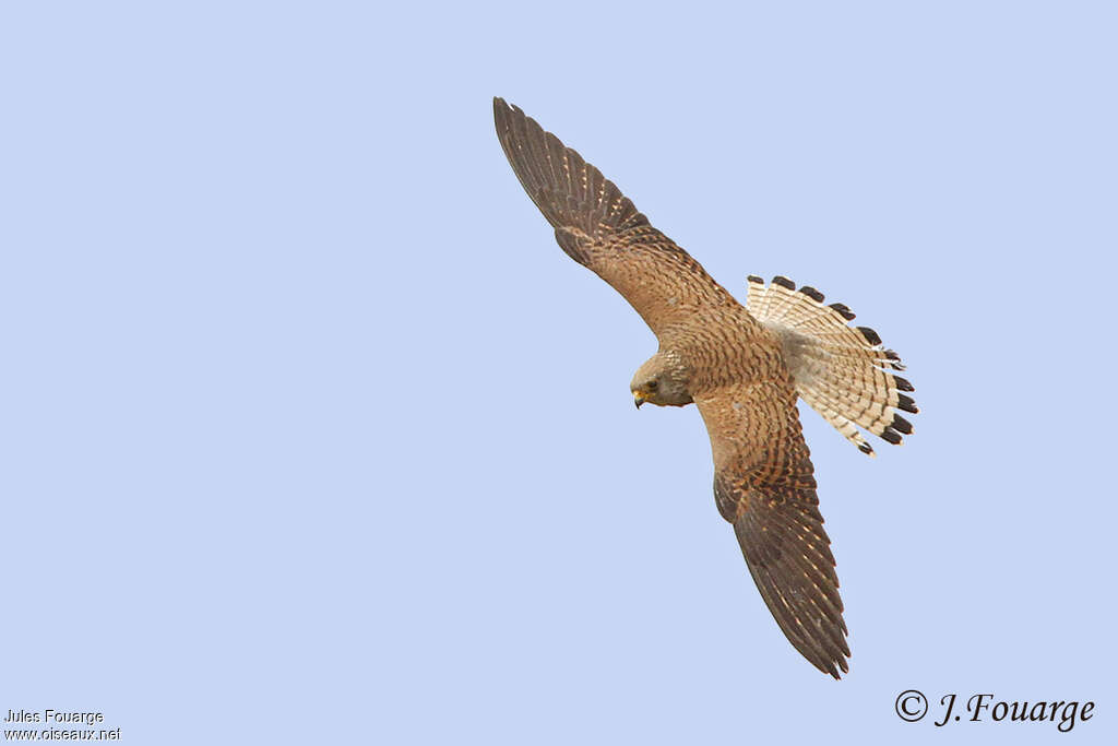 Lesser Kestrel female adult, identification